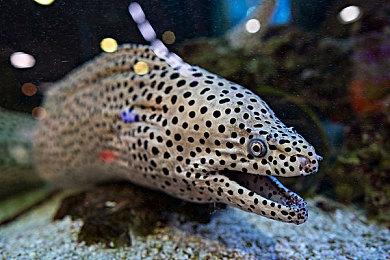 日本环球影城大金刚国度区域将延期至下半年开放